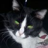 cathyvanhoozer